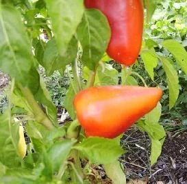 Romanian Sweet Pepper Seeds(Romanian Sweet Pepper Seeds) 3 Romanian Sweet Pepper Seeds(Romanian Sweet Pepper Seeds)