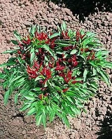 Thai Compact Pepper Seeds(Thai Compact Pepper Seeds)