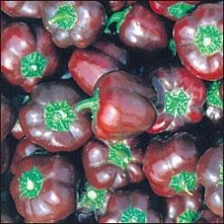 Mini Chocolate Bell Pepper Seeds(Mini Chocolate Bell Pepper Seeds)