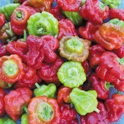 Mushroom Red Cap Pepper Seeds(Mushroom Red Cap Pepper Seeds)