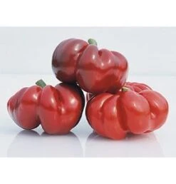 Round Of Hungary Pepper Seeds(Round Of Hungary Pepper Seeds)