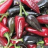 Black Hungarian Pepper Seeds(Black Hungarian Pepper Seeds) -Pepper Joe shop P8798