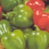 Jingle Bell Pepper Seeds(Jingle Bell Pepper Seeds) -Pepper Joe shop P8882