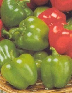 Jingle Bell Pepper Seeds(Jingle Bell Pepper Seeds)