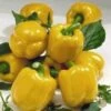 Goldrush F1 Pepper Seeds(Goldrush F1 Pepper Seeds) 1 Goldrush F1 Pepper Seeds(Goldrush F1 Pepper Seeds) -Pepper Joe shop P8885