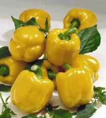 Goldrush F1 Pepper Seeds(Goldrush F1 Pepper Seeds)