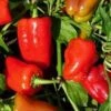 Cajun Belle Pepper Seeds(Cajun Belle Pepper Seeds) -Pepper Joe shop P8892