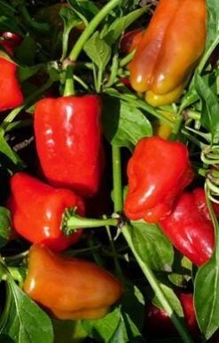 Cajun Belle Pepper Seeds(Cajun Belle Pepper Seeds)