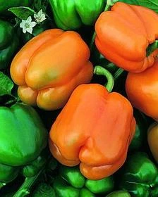 Chardonnay Pepper Seeds(Chardonnay Pepper Seeds)