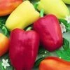 Chablis F1 Pepper Seeds(Chablis F1 Pepper Seeds) -Pepper Joe shop P9264