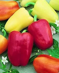 Chablis F1 Pepper Seeds(Chablis F1 Pepper Seeds)