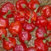 Rocotillo Pepper Seeds(Rocotillo Pepper Seeds) -Pepper Joe shop P9265