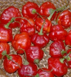 Rocotillo Pepper Seeds(Rocotillo Pepper Seeds)