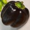 Bella Noir Pepper Seeds(Bella Noir Pepper Seeds) 2 Bella Noir Pepper Seeds(Bella Noir Pepper Seeds) -Pepper Joe shop P9446