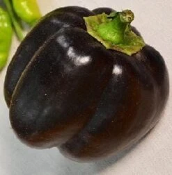Bella Noir Pepper Seeds(Bella Noir Pepper Seeds)