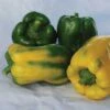 Monster Yellow Pepper Seeds(Monster Yellow Pepper Seeds) -Pepper Joe shop P9469