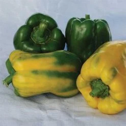 Monster Yellow Pepper Seeds(Monster Yellow Pepper Seeds)