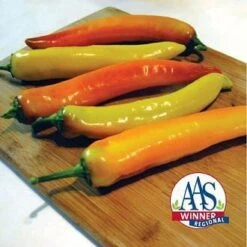 Sweet Sunset Pepper Seeds - Treated(Sweet Sunset Pepper Seeds Treated)