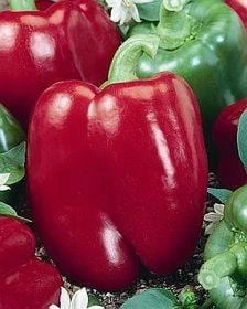 Lipstick Pepper Seeds(Lipstick Pepper Seeds)