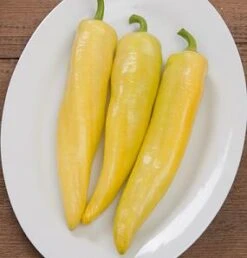 Goddess F1 Pepper Seeds(Goddess F1 Pepper Seeds)