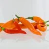 Pepper Joe's Thai Blend Pepper Seeds(Pepper Joes Thai Blend Pepper Seeds) 1 Pepper Joe's Thai Blend Pepper Seeds(Pepper Joes Thai Blend Pepper Seeds) -Pepper Joe shop PJ Thai Blend3