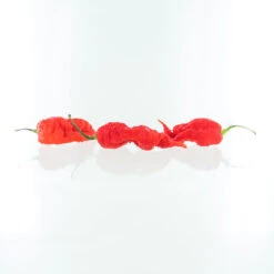 Primotalii Red Pepper Seeds(Primotalii Red Pepper Seeds) -Pepper Joe shop PJ7 PrimoTaliiPodsonwht 2