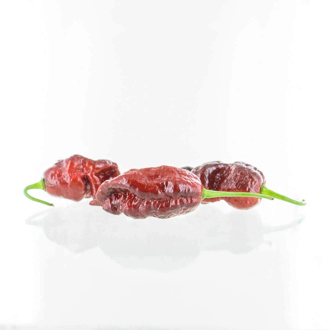 Chocolate Gator Jigsaw Chili Pepper Seeds(Chocolate Gator Jigsaw Chili Pepper Seeds) 4 Chocolate Gator Jigsaw Chili Pepper Seeds(Chocolate Gator Jigsaw Chili Pepper Seeds) - Image 2