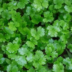 Giant Of Italy Parsley Seeds(Giant Of Italy Parsley Seeds)