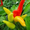 Patio Fire & Ice Pepper Seeds(Patio Fire Ice Pepper Seeds) 1 Patio Fire & Ice Pepper Seeds(Patio Fire Ice Pepper Seeds) -Pepper Joe shop PatioFireIce