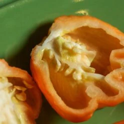 Peach Scotch Bonnet Pepper Seeds(Peach Scotch Bonnet Pepper Seeds) -Pepper Joe shop Peach Scotch Bonnet.03