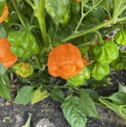 Peach Scotch Bonnet Pepper Seeds(Peach Scotch Bonnet Pepper Seeds)