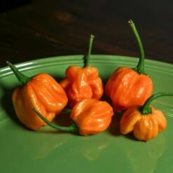 Peach Scotch Bonnet Pepper Seeds(Peach Scotch Bonnet Pepper Seeds) -Pepper Joe shop Peach Scotch bonnet.02