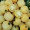 Wapsipinicon Peach Tomato Seeds(Wapsipinicon Peach Tomato Seeds)