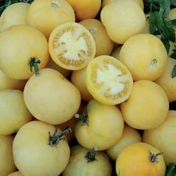 Wapsipinicon Peach Tomato Seeds(Wapsipinicon Peach Tomato Seeds)