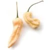 Peach Ghost Pepper Seeds(Peach Ghost Bhut Jolikia) 1 Peach Ghost Pepper Seeds(Peach Ghost Bhut Jolikia) -Pepper Joe shop PeachGhost