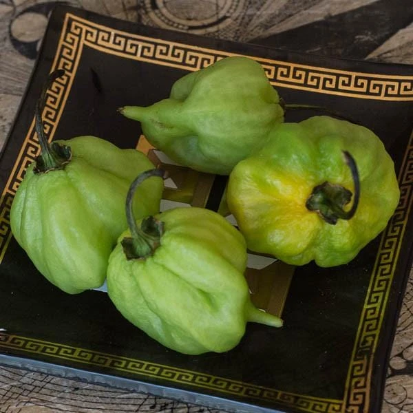 I Scream Scorpion Pepper Seeds(I Scream Scorpion) 3 I Scream Scorpion Pepper Seeds(I Scream Scorpion)