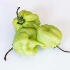 I Scream Scorpion Pepper Seeds(I Scream Scorpion) 7 I Scream Scorpion Pepper Seeds(I Scream Scorpion) -Pepper Joe shop Pepper Joes I Scream Scorpion 4202