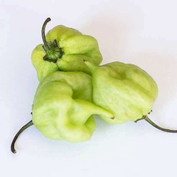I Scream Scorpion Pepper Seeds(I Scream Scorpion) 5 I Scream Scorpion Pepper Seeds(I Scream Scorpion) - Image 3