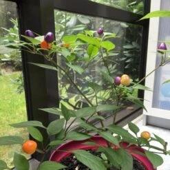 Chinese 5 Color Pepper Seeds(Chinese 5 Color Pepper Seeds) 8 Chinese 5 Color Pepper Seeds(Chinese 5 Color Pepper Seeds) -Pepper Joe shop Pepper Joes Marble Pepper Seeds 2