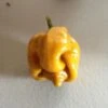 Yellow Butch "T" Trinidad Scorpion Pepper Seeds(Yellow Butch T Trinidad Scorpion Pepper)
