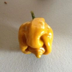 Yellow Butch "T" Trinidad Scorpion Pepper Seeds(Yellow Butch T Trinidad Scorpion Pepper)