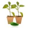 Pepper Joe's Jalapeno Pepper Plants (Live Garden Seedlings) -Pepper Joe shop Pepper Joe s Jalapeno Live Plant 2 Pack