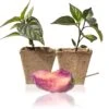 Pink Tiger X Peach Bhut Pepper Plants - Vibrant Live Hot Pepper Seedlings 1 Pink Tiger X Peach Bhut Pepper Plants - Vibrant Live Hot Pepper Seedlings -Pepper Joe shop PinkTiger