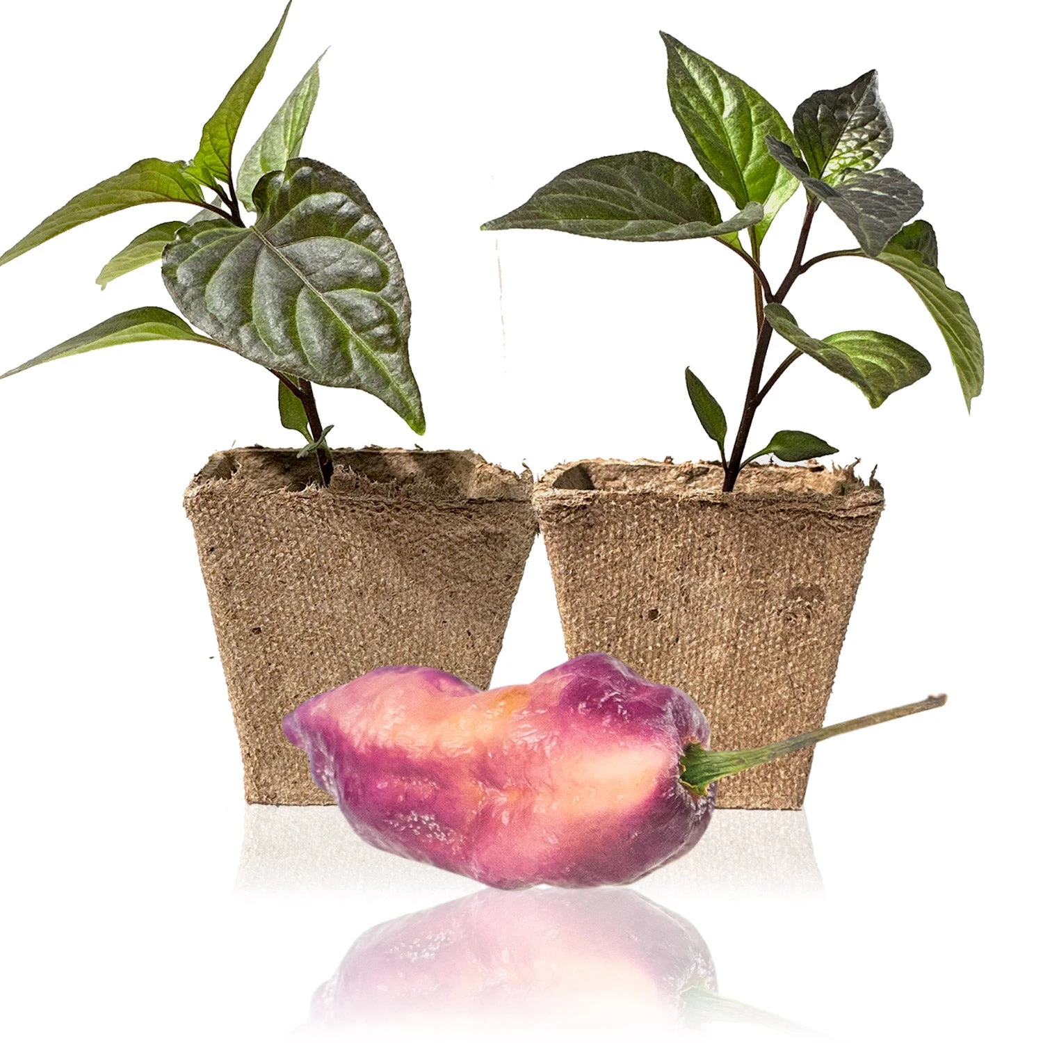 Pink Tiger X Peach Bhut Pepper Plants - Vibrant Live Hot Pepper Seedlings 3 Pink Tiger X Peach Bhut Pepper Plants - Vibrant Live Hot Pepper Seedlings