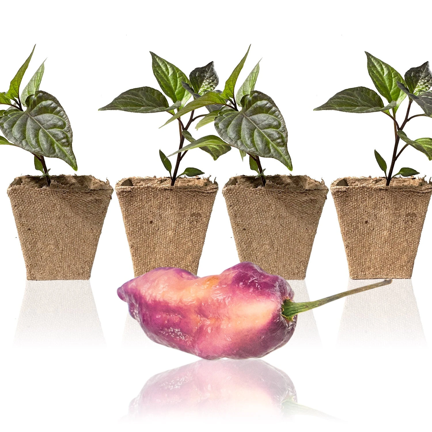 Pink Tiger X Peach Bhut Pepper Plants - Vibrant Live Hot Pepper Seedlings 4 Pink Tiger X Peach Bhut Pepper Plants - Vibrant Live Hot Pepper Seedlings - Image 2