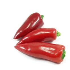 Piquillo Pepper Seeds(Piquillo Pepper Seeds)