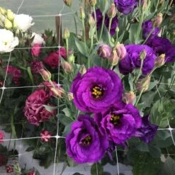 Trellis Netting | 6" Mesh(Trellis Netting 6 Mesh) 11 Trellis Netting | 6" Mesh(Trellis Netting 6 Mesh) -Pepper Joe shop PlasticTrellisNet 1