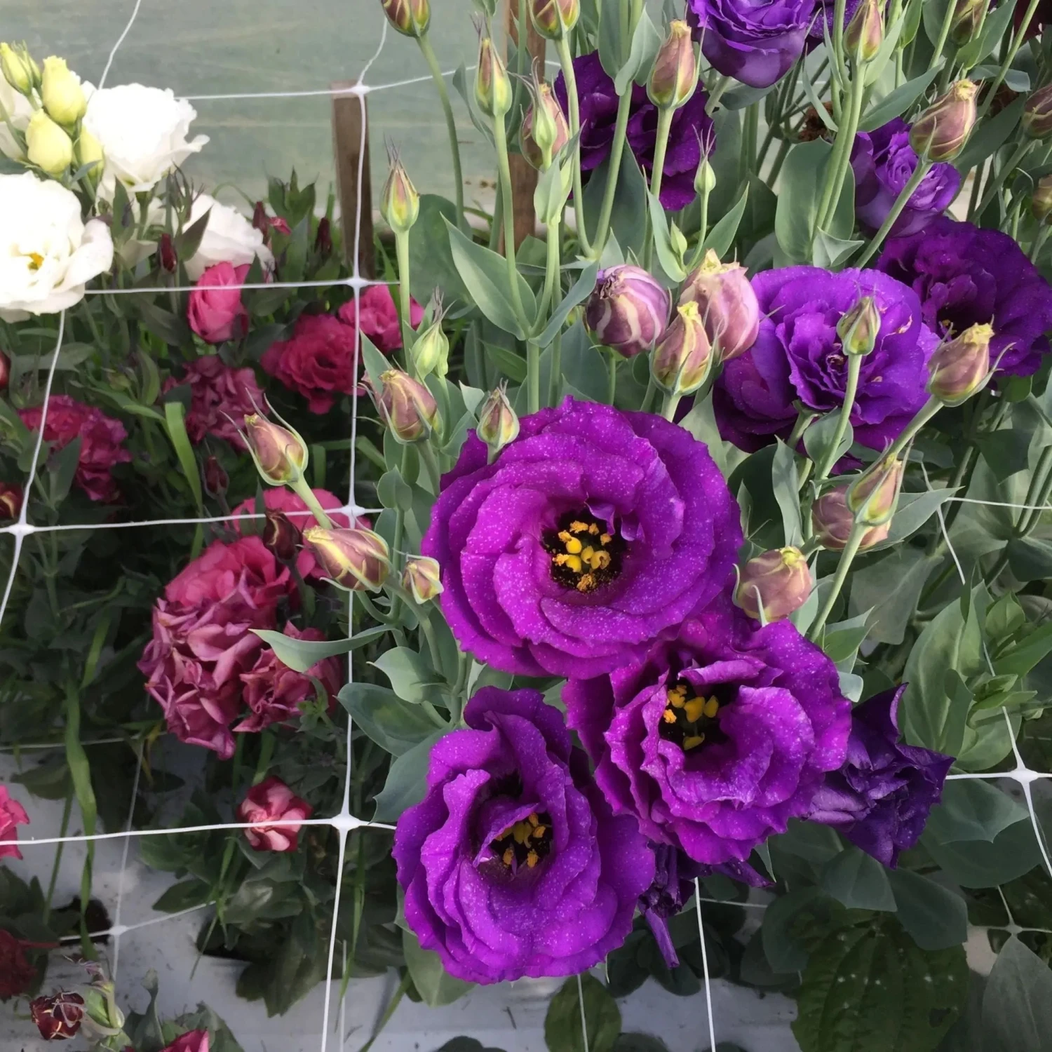 Trellis Netting | 6" Mesh(Trellis Netting 6 Mesh) 5 Trellis Netting | 6" Mesh(Trellis Netting 6 Mesh) - Image 3