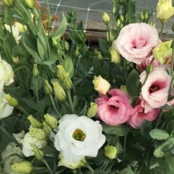 Trellis Netting | 6" Mesh(Trellis Netting 6 Mesh) 14 Trellis Netting | 6" Mesh(Trellis Netting 6 Mesh) -Pepper Joe shop PlasticTrellisNet 2