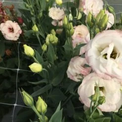 Trellis Netting | 6" Mesh(Trellis Netting 6 Mesh) 12 Trellis Netting | 6" Mesh(Trellis Netting 6 Mesh) -Pepper Joe shop PlasticTrellisNet 3